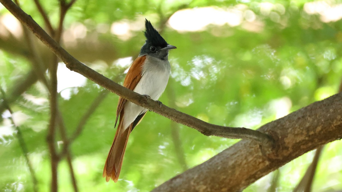 Indian Paradise-Flycatcher - ML644655179