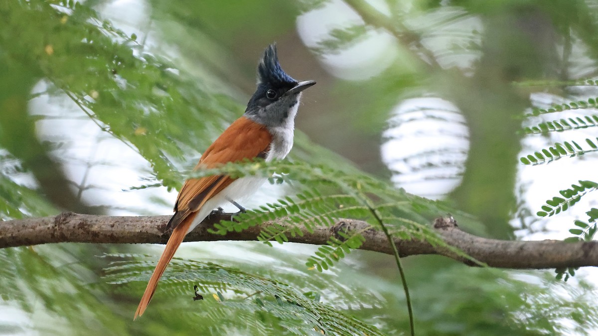 Indian Paradise-Flycatcher - ML644655180