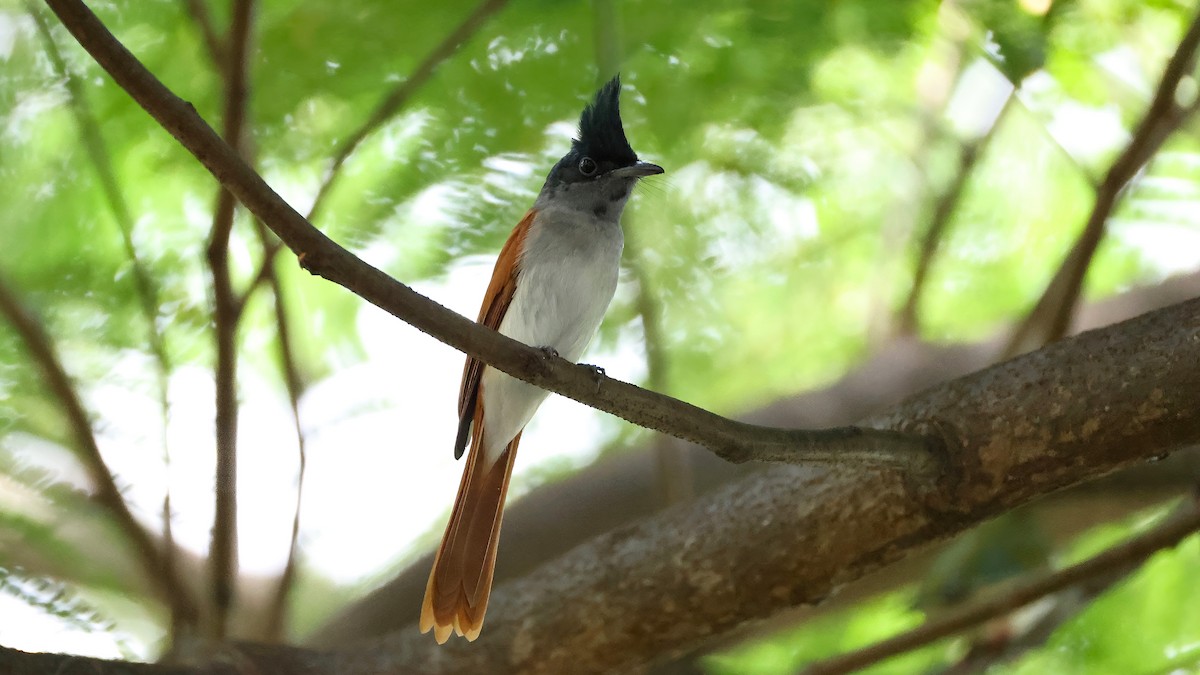 Indian Paradise-Flycatcher - ML644655181