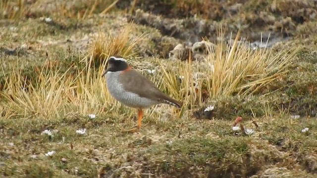 ハシナガチドリ - ML644655186