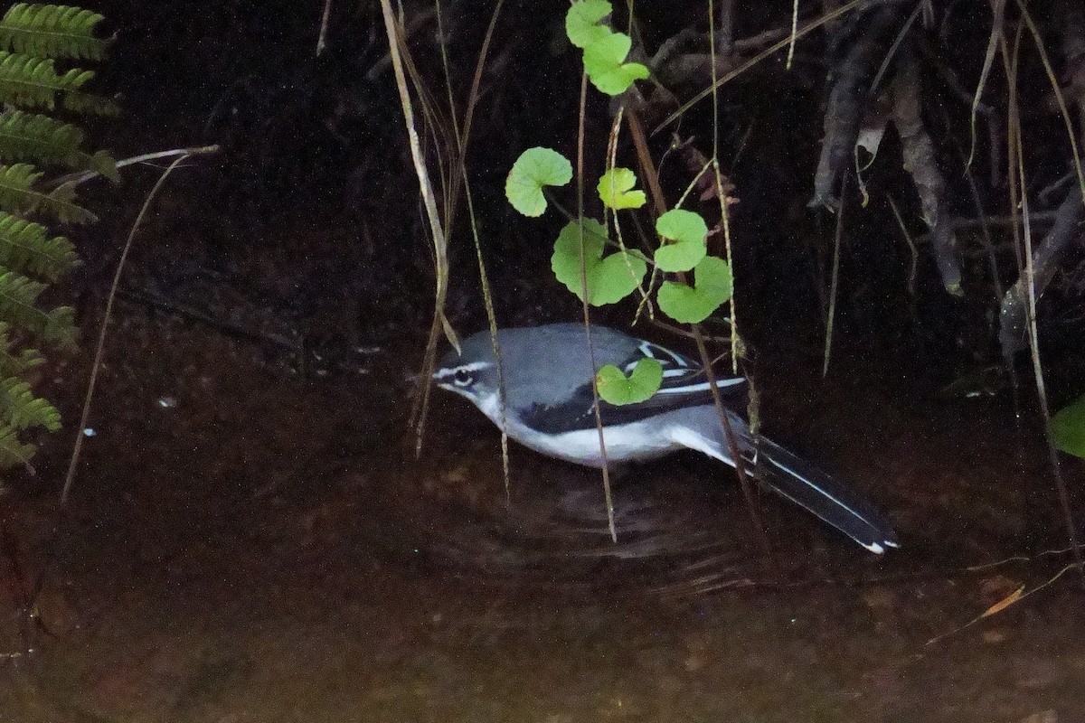 ハイイロハクセキレイ - ML644655187