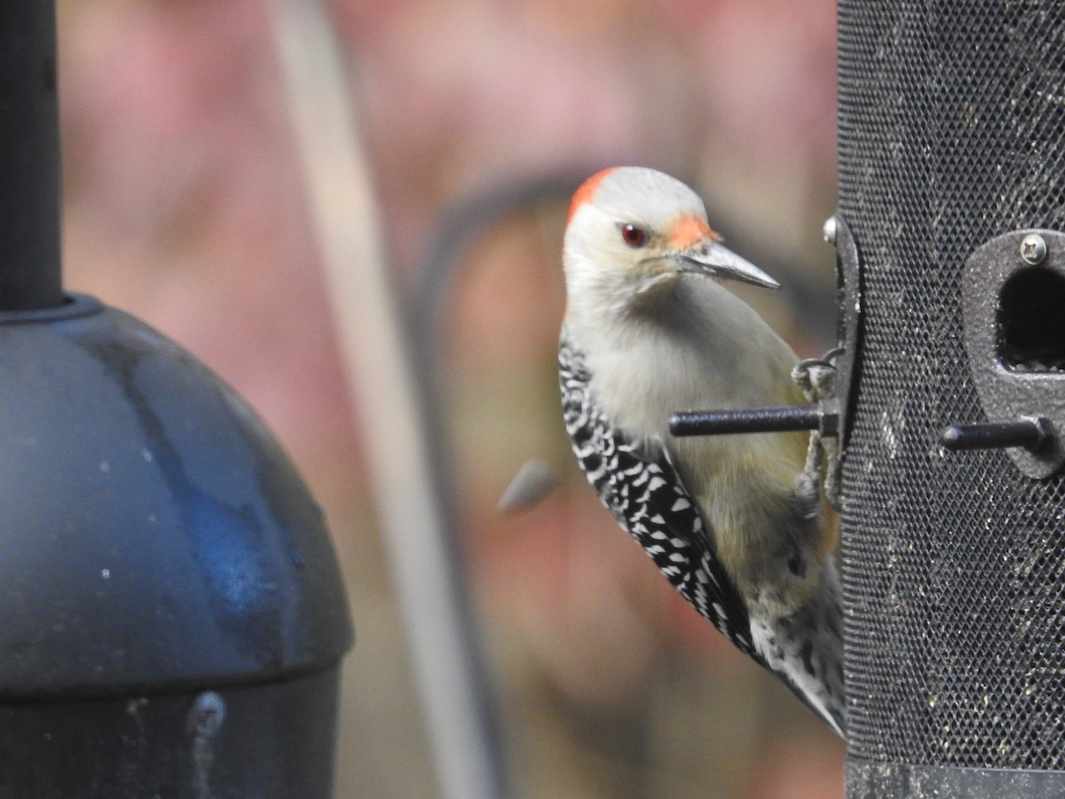 Pic à ventre roux - ML644655188