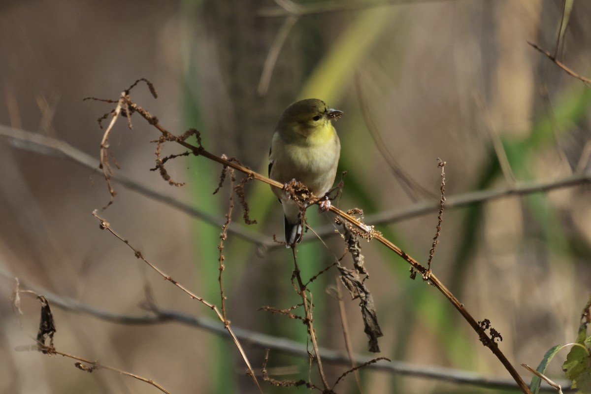čížek žlutý - ML644655194