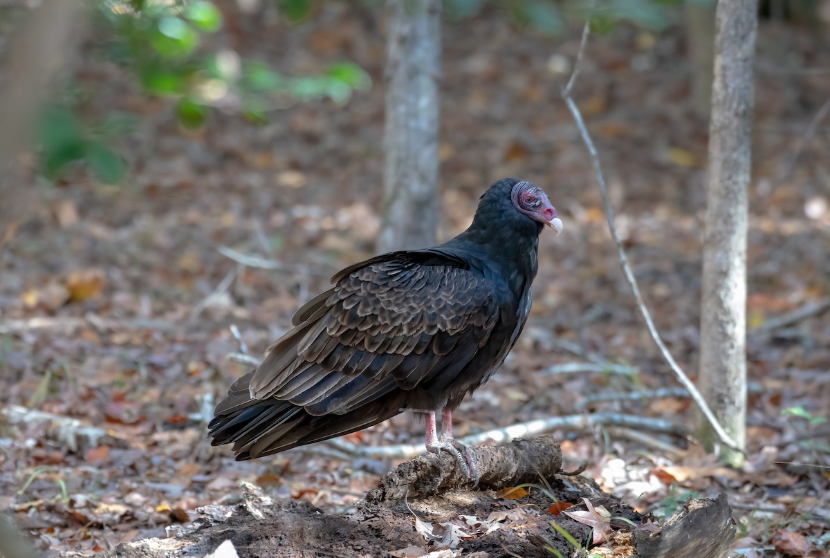 Turkey Vulture - ML644655195