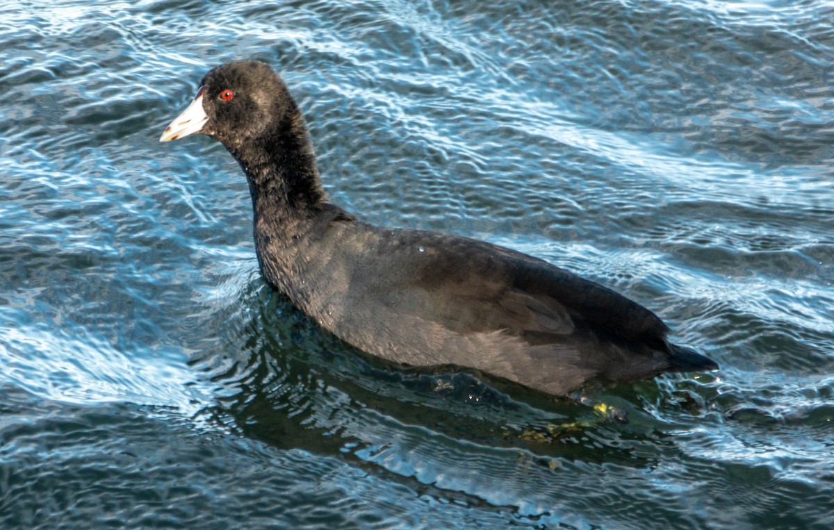 American Coot - ML644655196