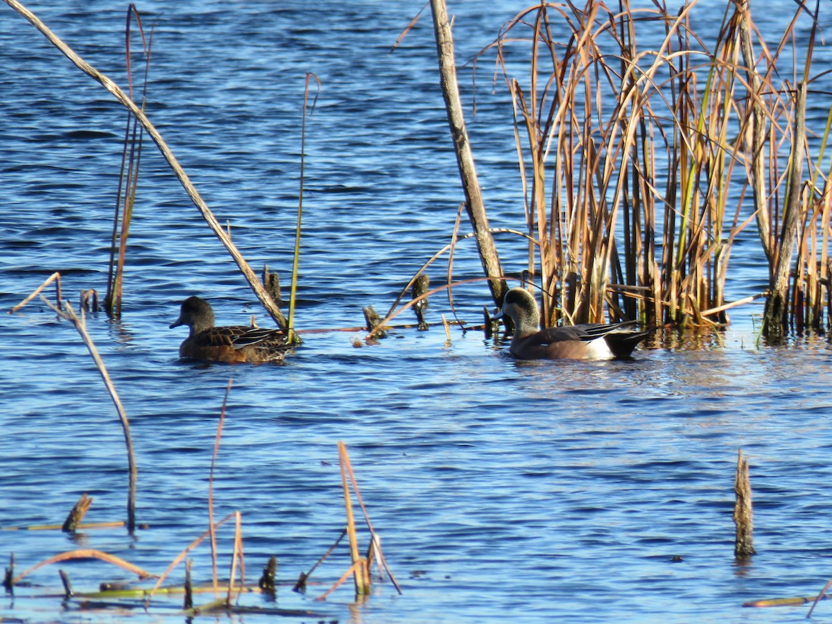 Свищ американський - ML644655198