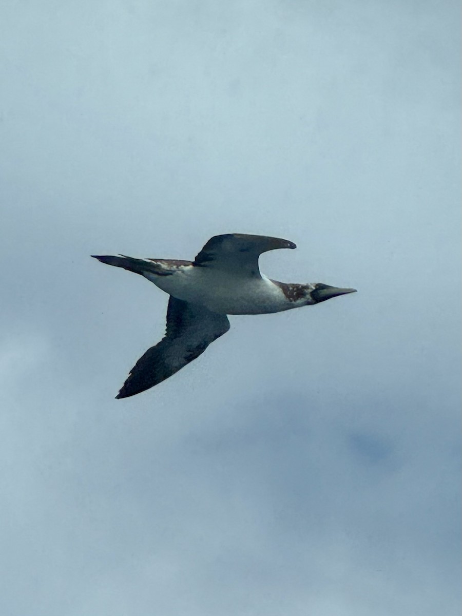 Maskentölpel - ML644655200