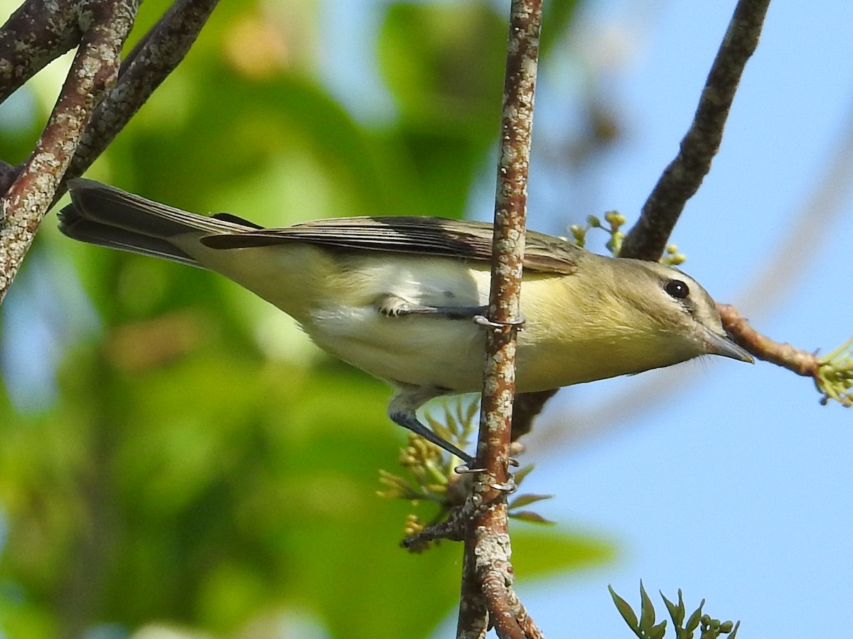 Bireo filadelfiarra - ML644655215