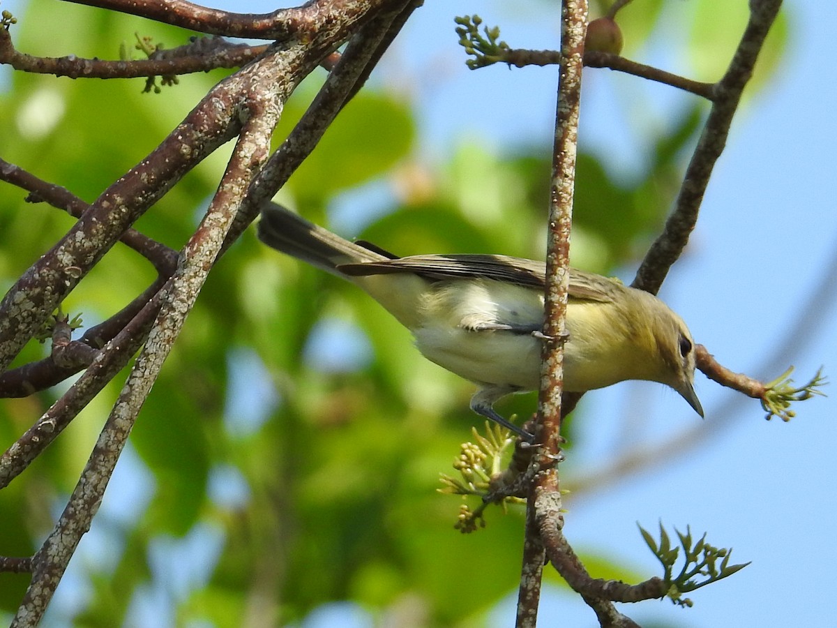 Bireo filadelfiarra - ML644655218