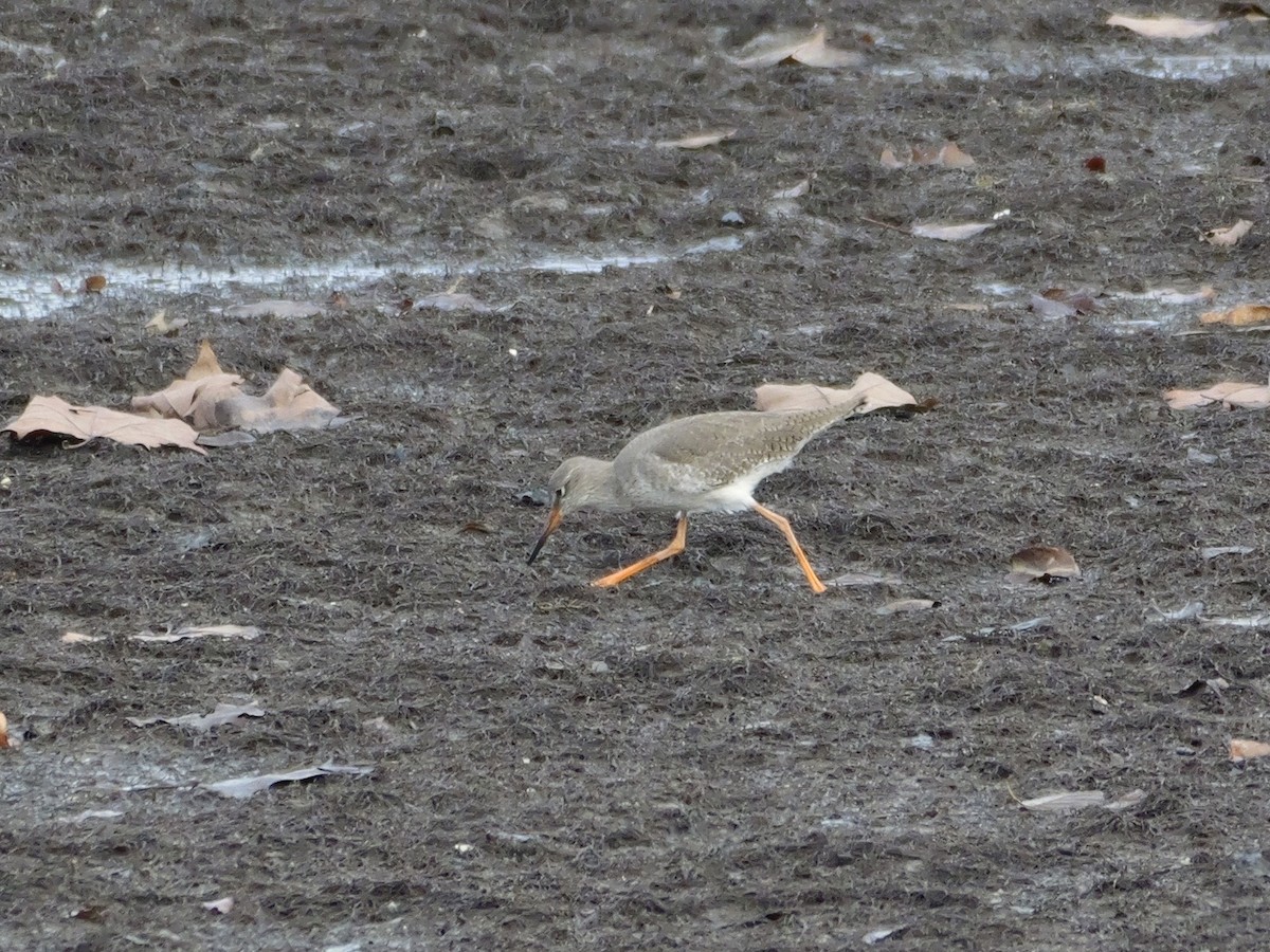 アカアシシギ - ML644655222