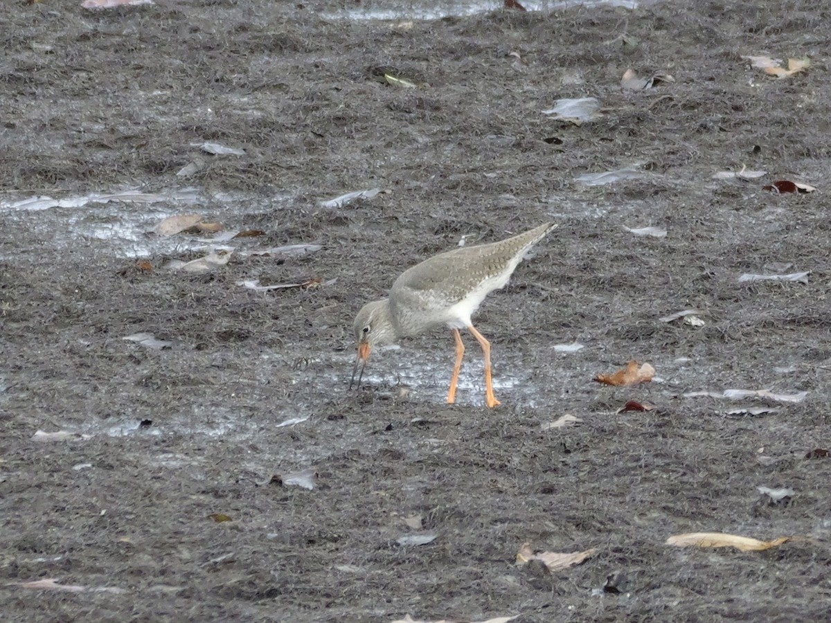 アカアシシギ - ML644655223