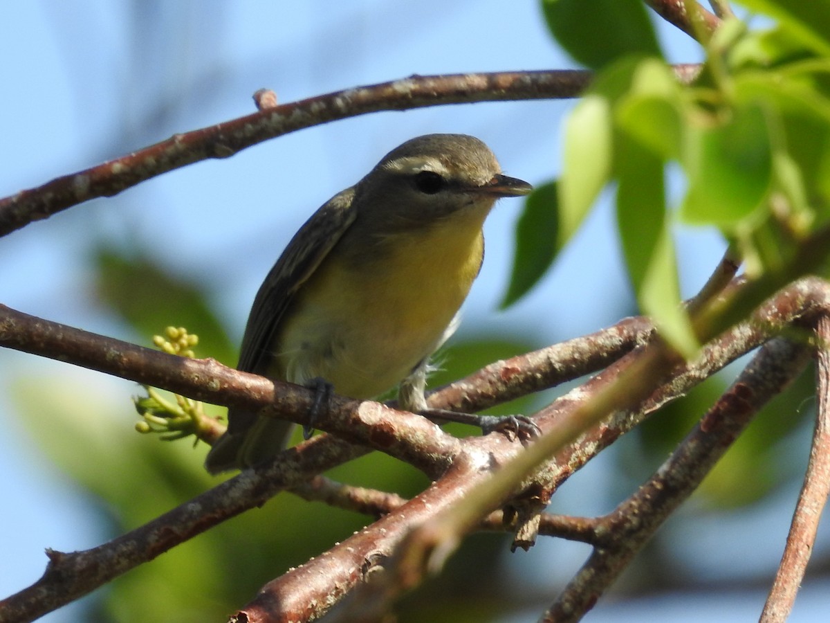 Bireo filadelfiarra - ML644655226
