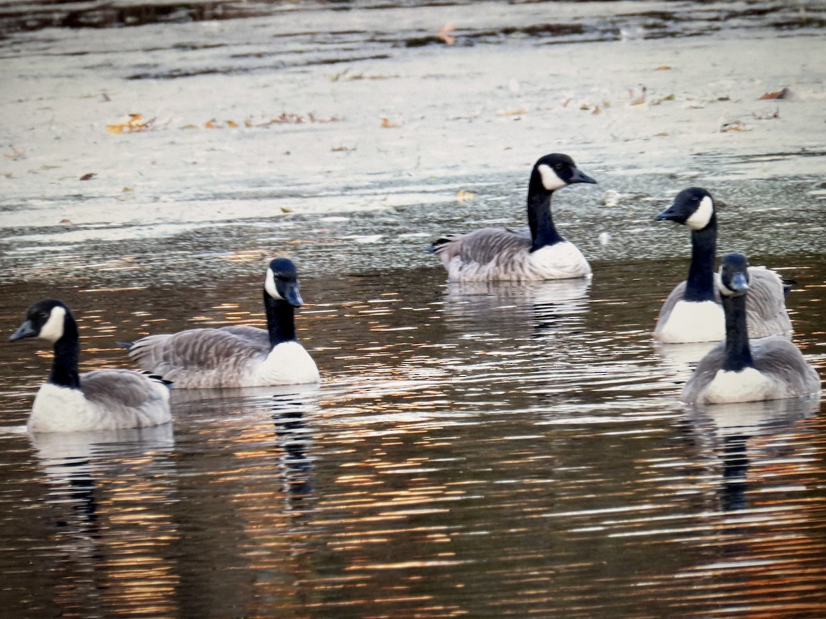 Kanadagans - ML644655229