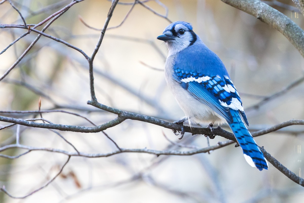 Blue Jay - ML644655237