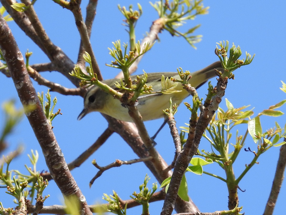 Bireo filadelfiarra - ML644655238