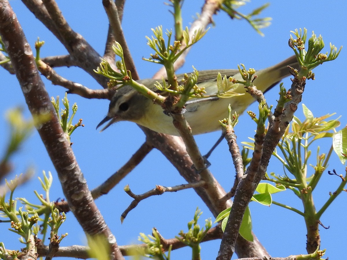 Bireo filadelfiarra - ML644655243
