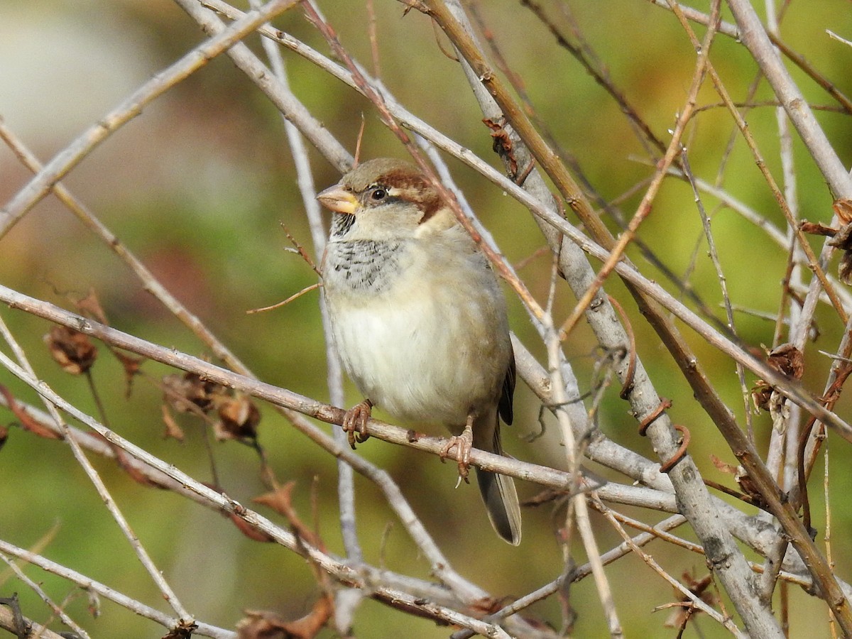 Оронгийн бор шувуу - ML644655245