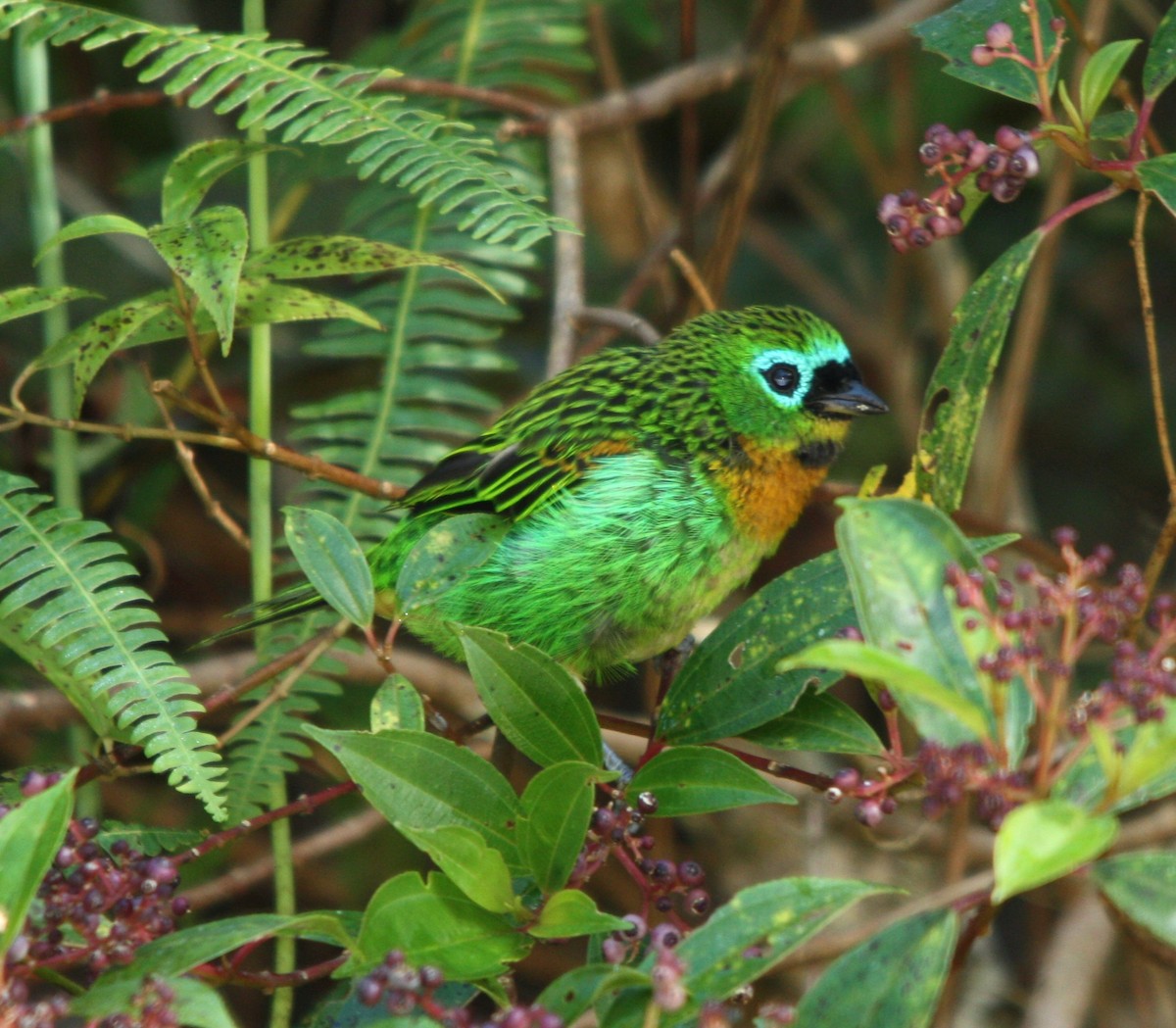 Brassy-breasted Tanager - ML644655252