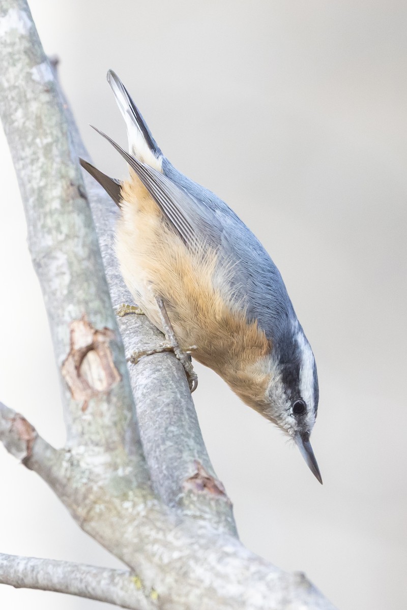 Red-breasted Nuthatch - ML644655253