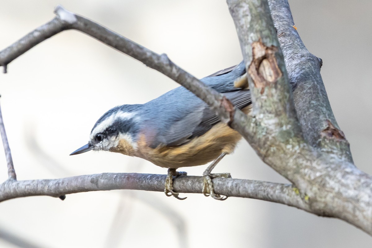 Red-breasted Nuthatch - ML644655254