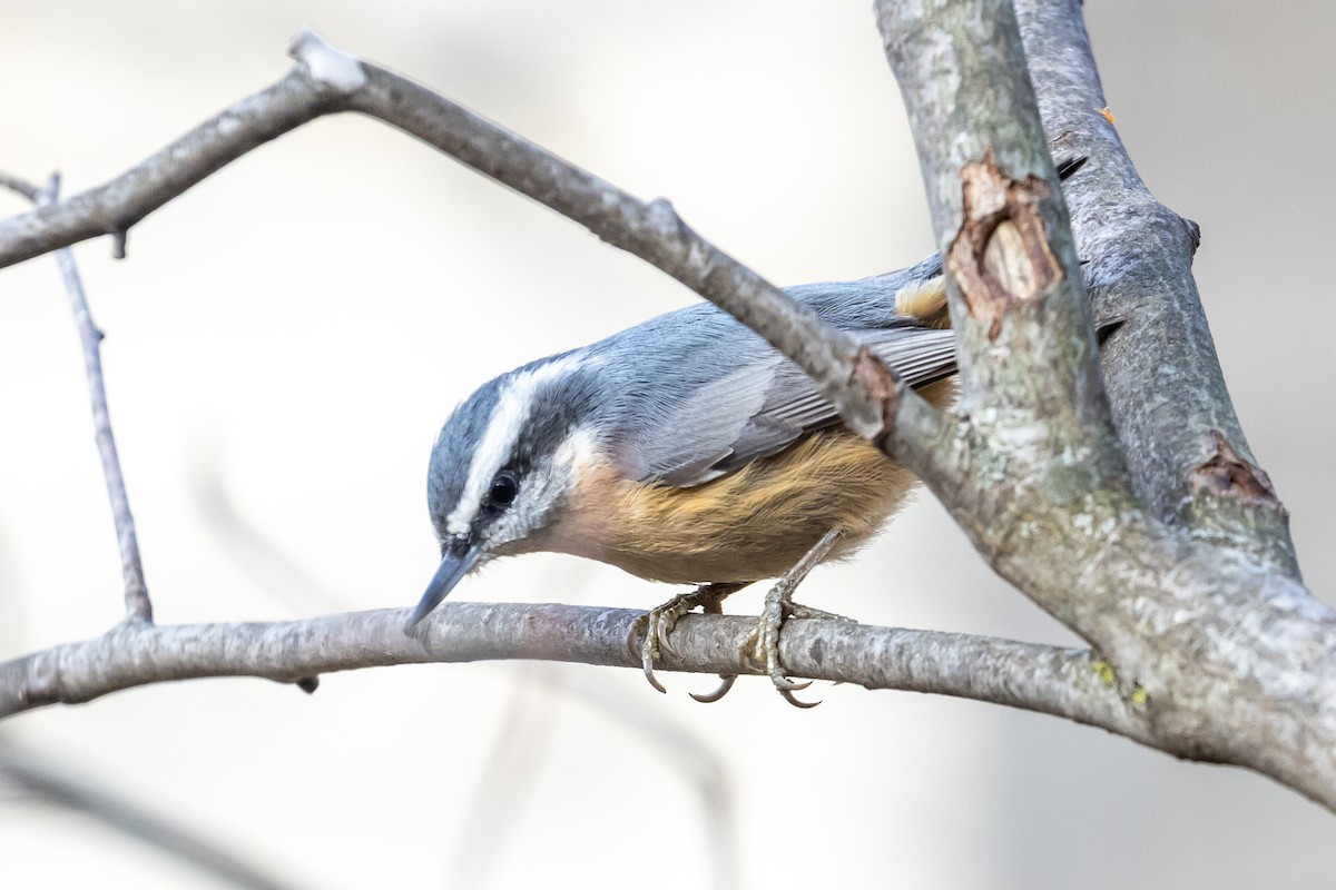 Red-breasted Nuthatch - ML644655256