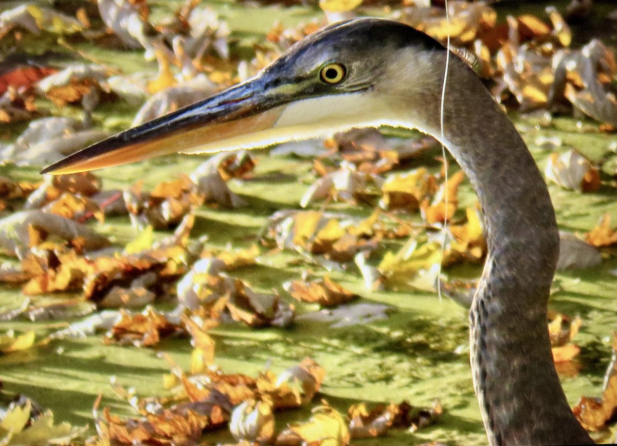 Great Blue Heron - ML644655257