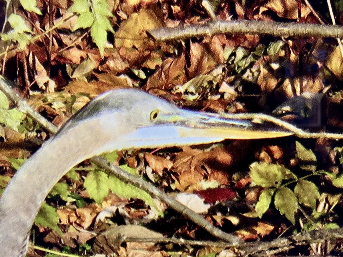 Great Blue Heron - ML644655258
