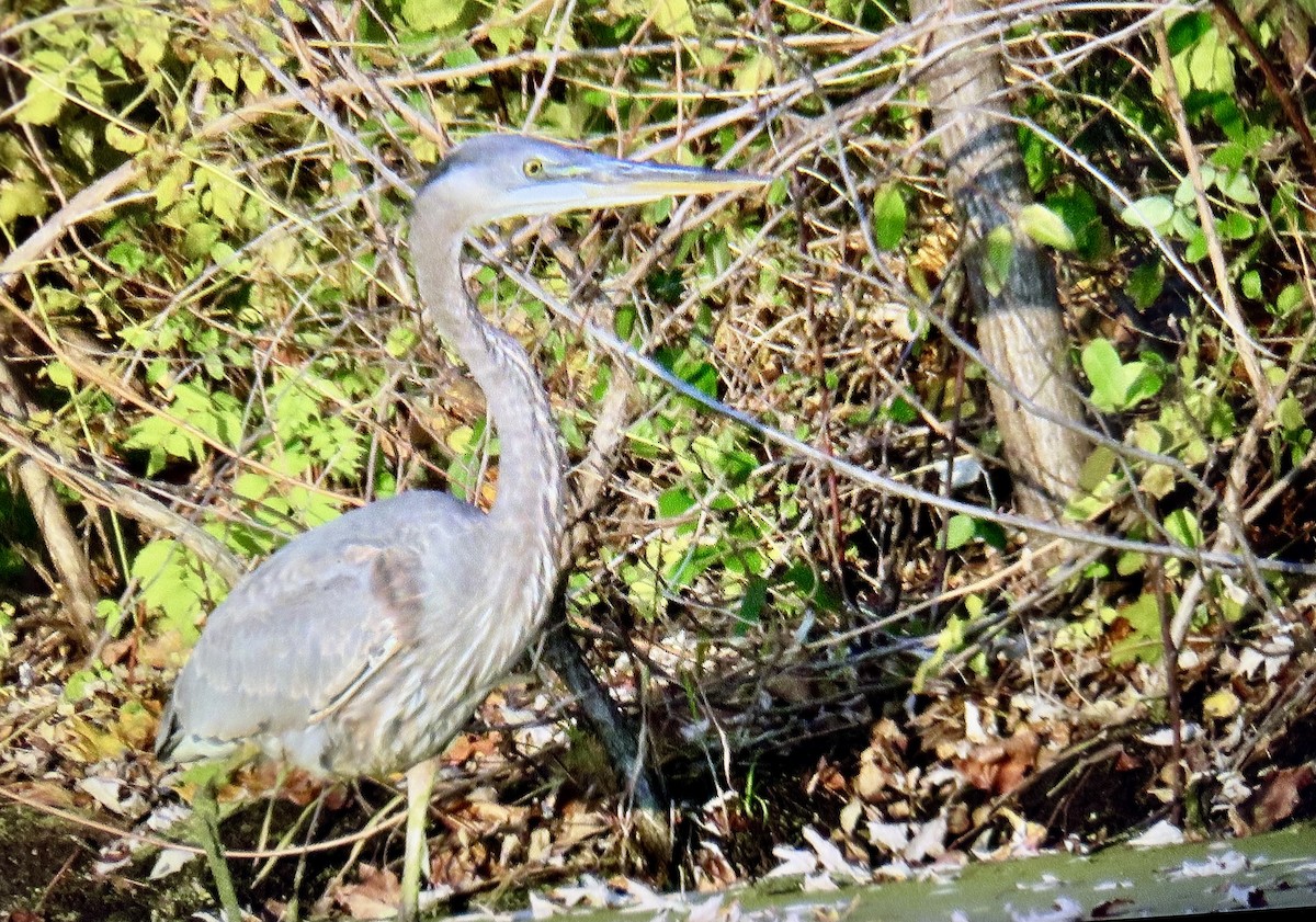 Great Blue Heron - ML644655259