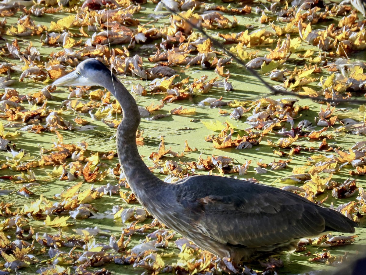 Great Blue Heron - ML644655260