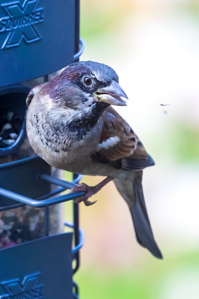 House Sparrow - ML644655265