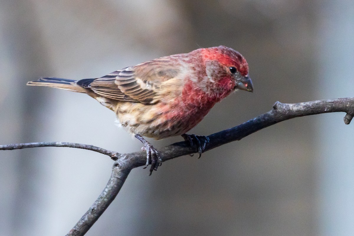 House Finch - ML644655277