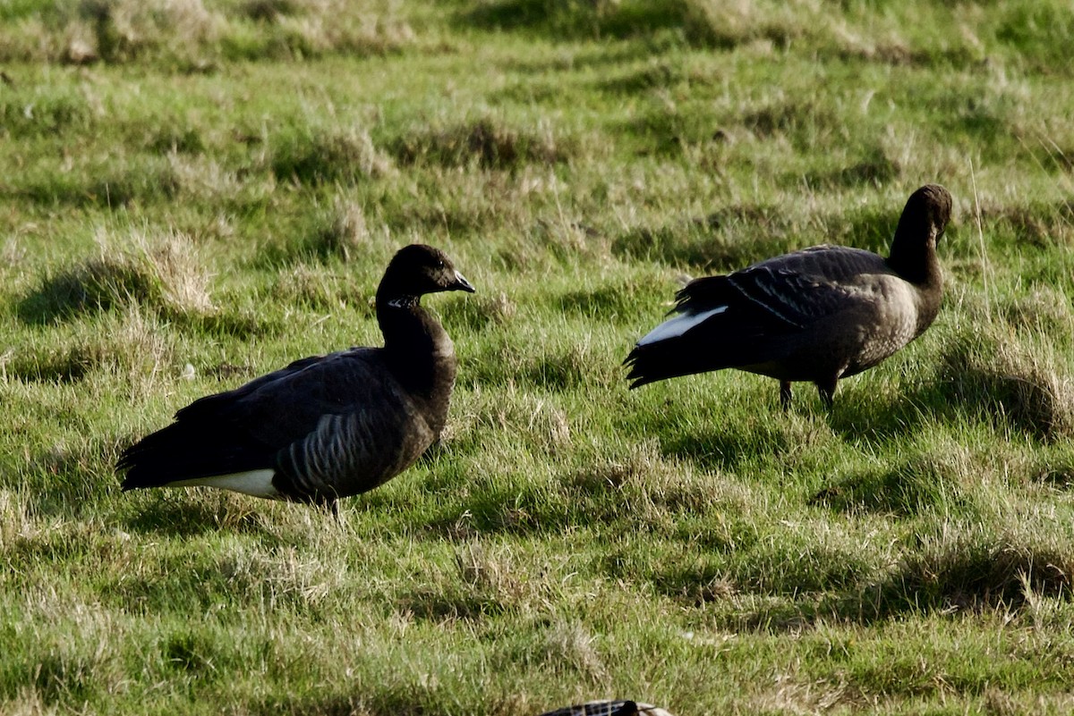 Хар толгойт галуу - ML644655285