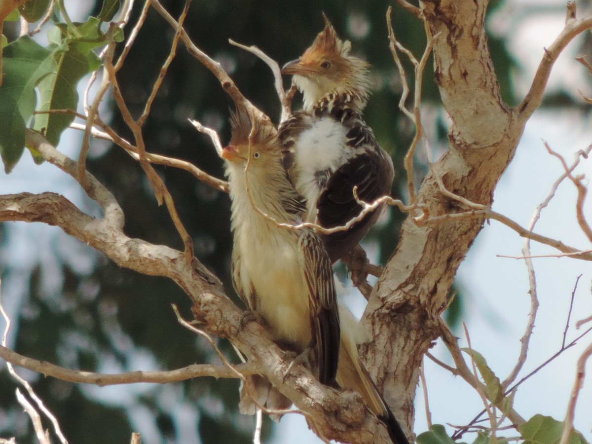 Guira Cuckoo - ML644655286