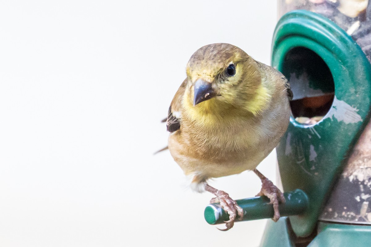 American Goldfinch - ML644655291