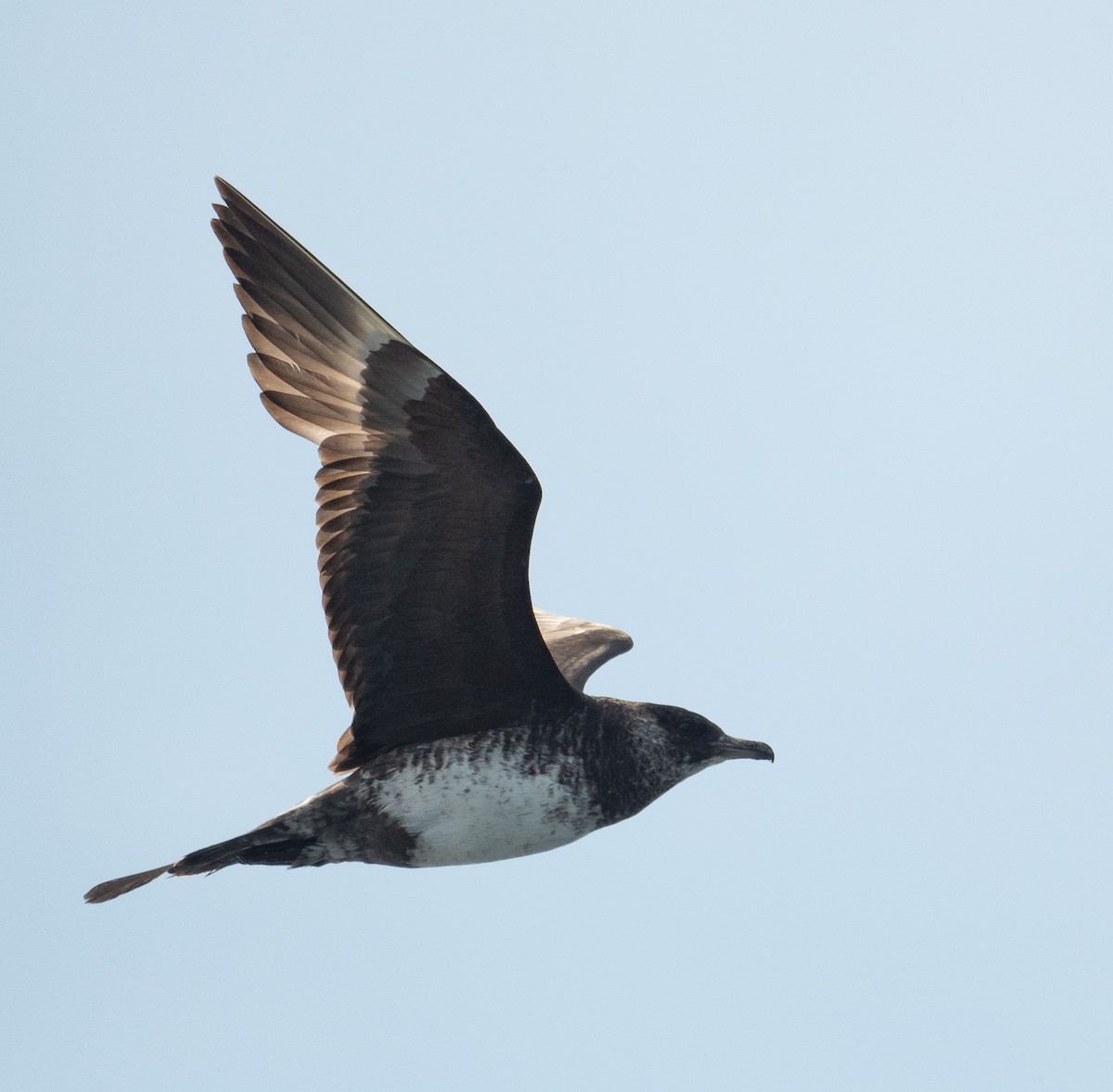 Pomarine Jaeger - ML644655295