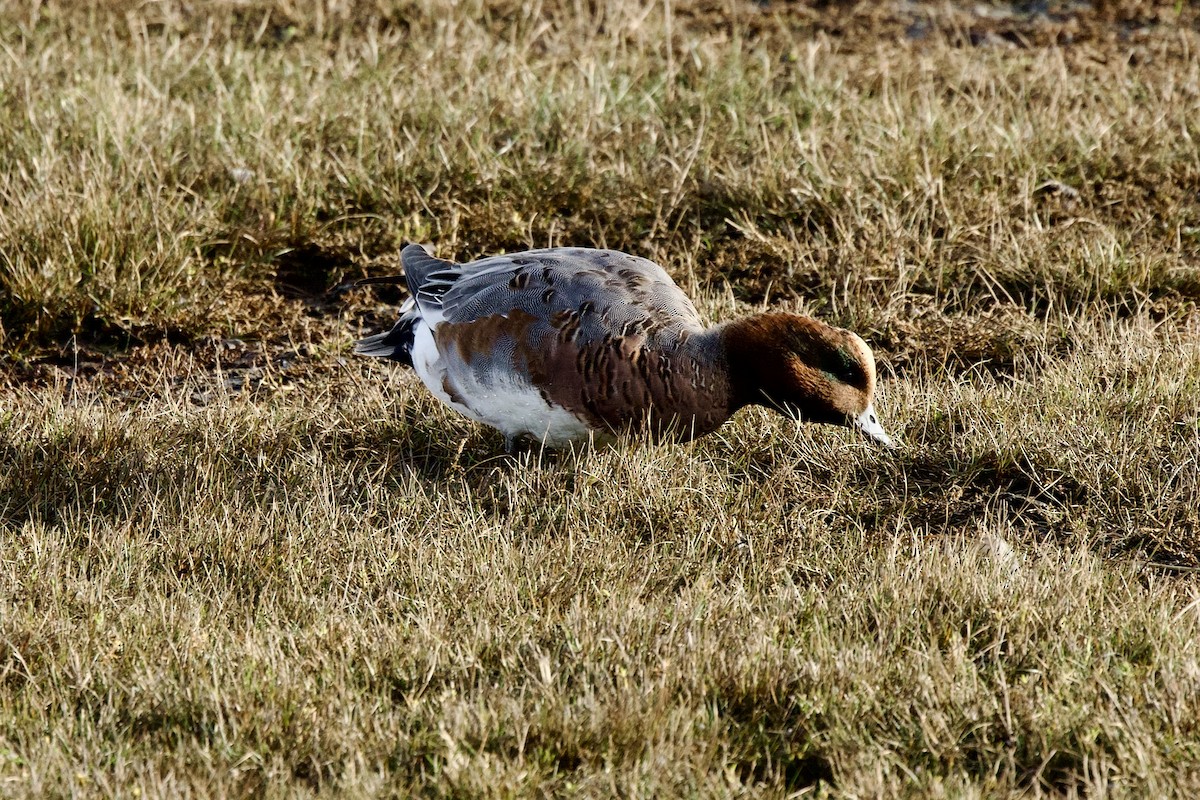 Eurasian Wigeon - ML644655300