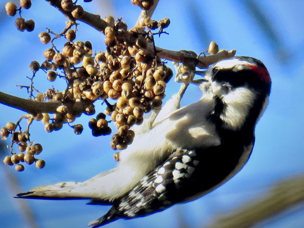 Downy Woodpecker - ML644655301