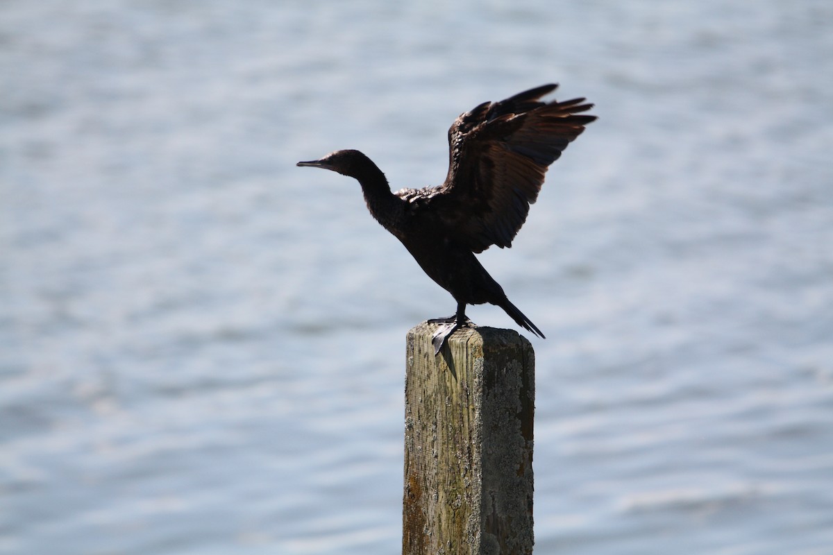 Little Black Cormorant - ML644655302