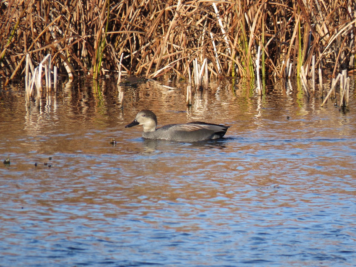 Gadwall - ML644655303