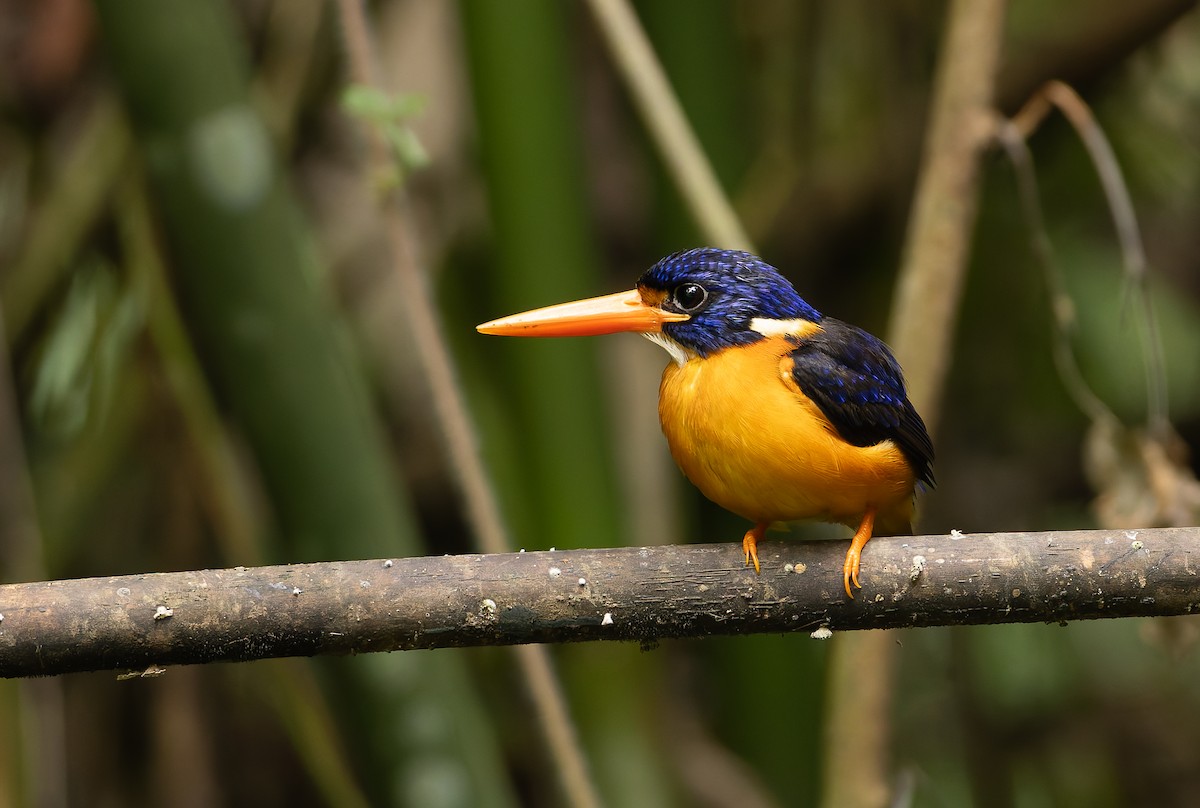 Moluccan Dwarf-Kingfisher (North Moluccan) - ML644655304