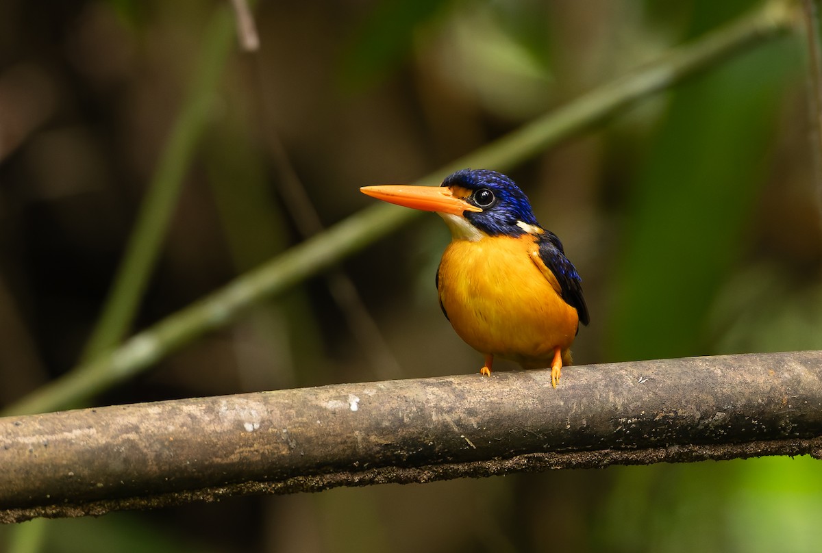 Moluccan Dwarf-Kingfisher (North Moluccan) - ML644655305