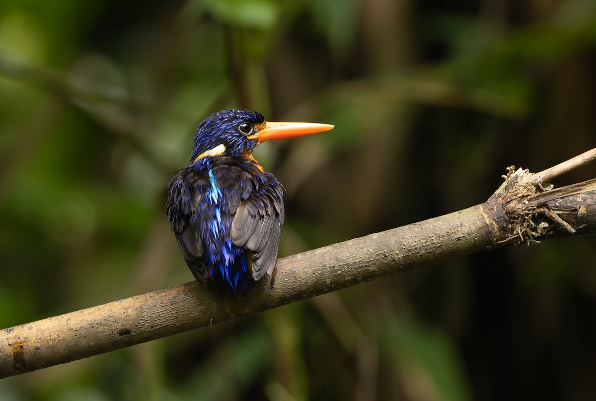 Moluccan Dwarf-Kingfisher (North Moluccan) - ML644655306