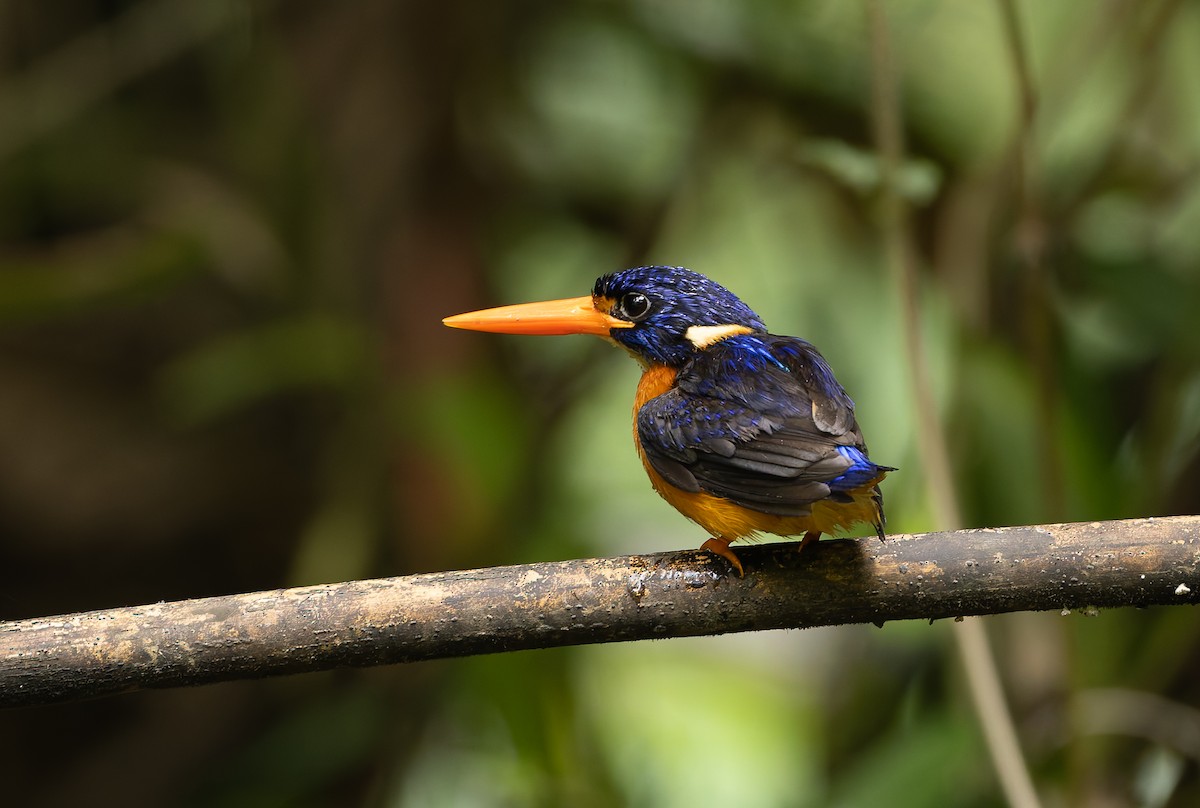 Moluccan Dwarf-Kingfisher (North Moluccan) - ML644655307