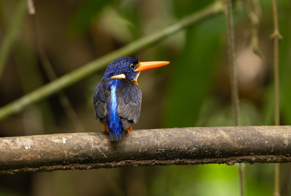Moluccan Dwarf-Kingfisher (North Moluccan) - ML644655308