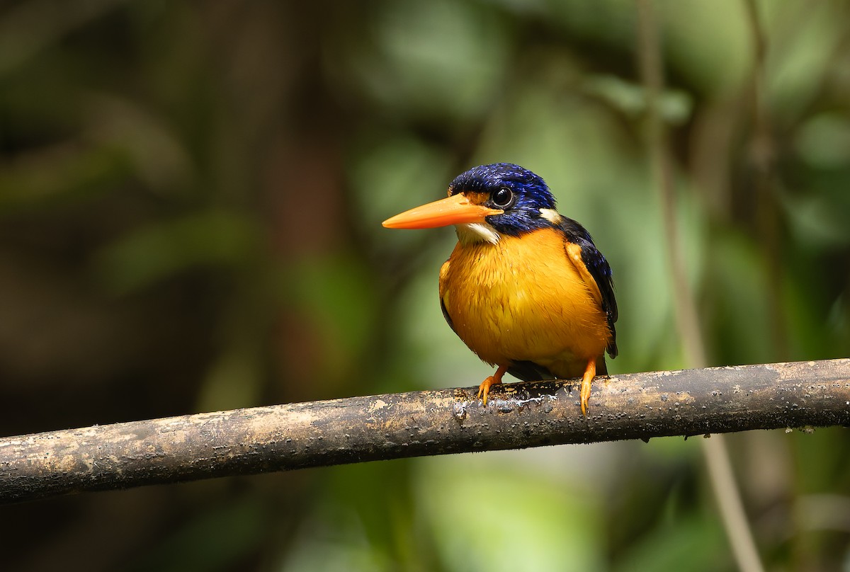 Moluccan Dwarf-Kingfisher (North Moluccan) - ML644655309