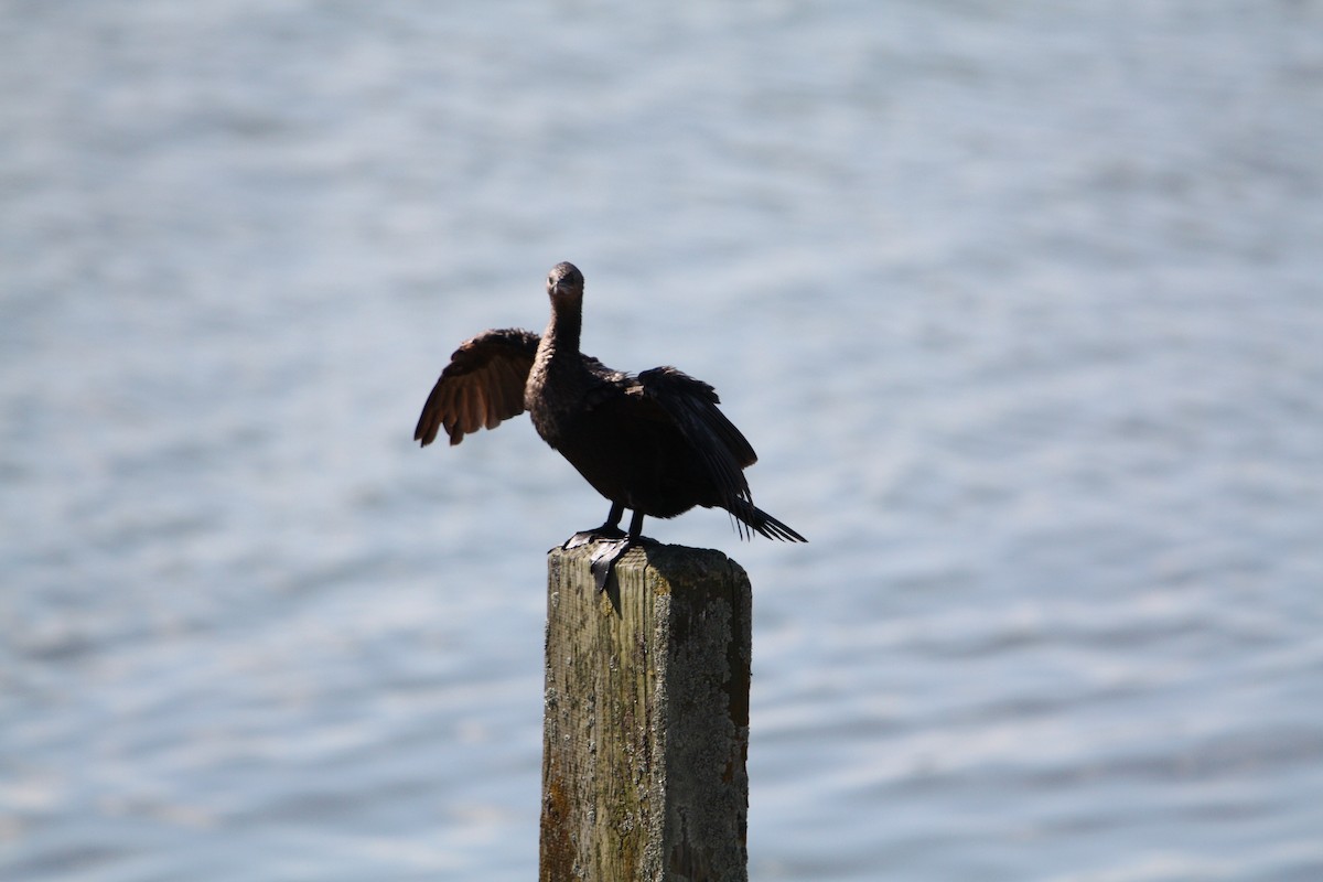 Little Black Cormorant - ML644655310