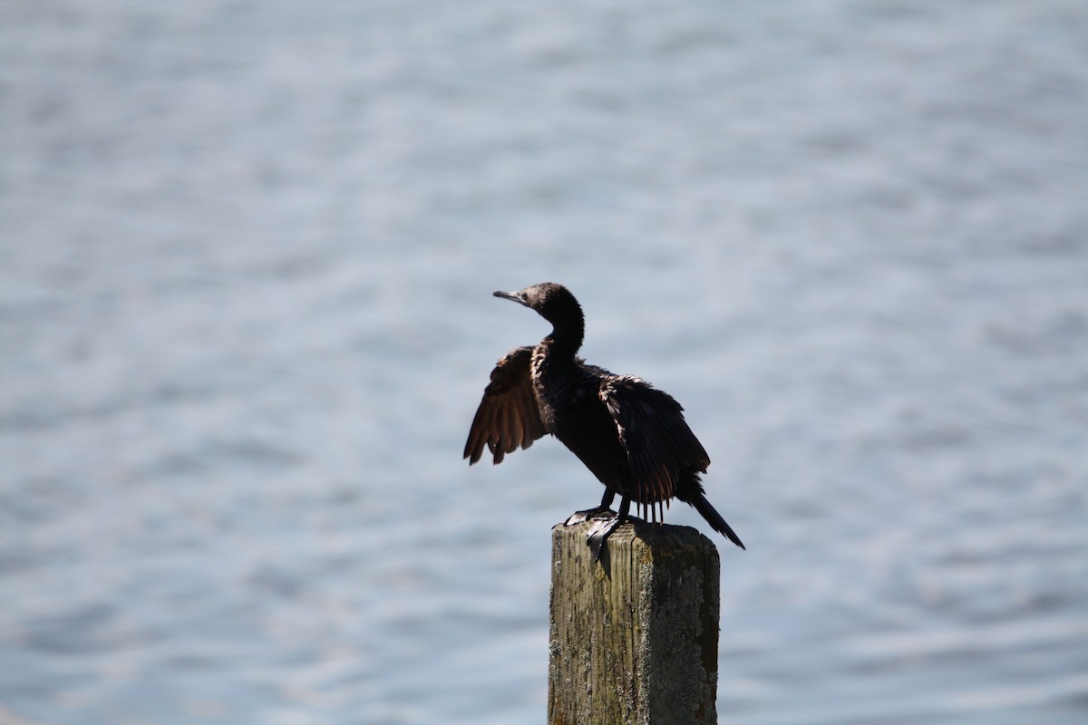 Little Black Cormorant - ML644655311