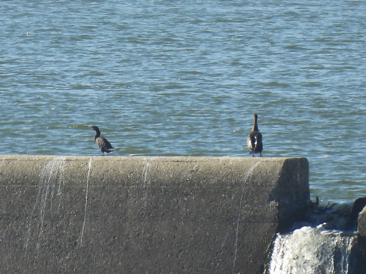 Neotropic Cormorant - ML644655314