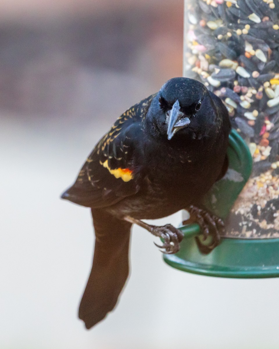 Red-winged Blackbird - ML644655315