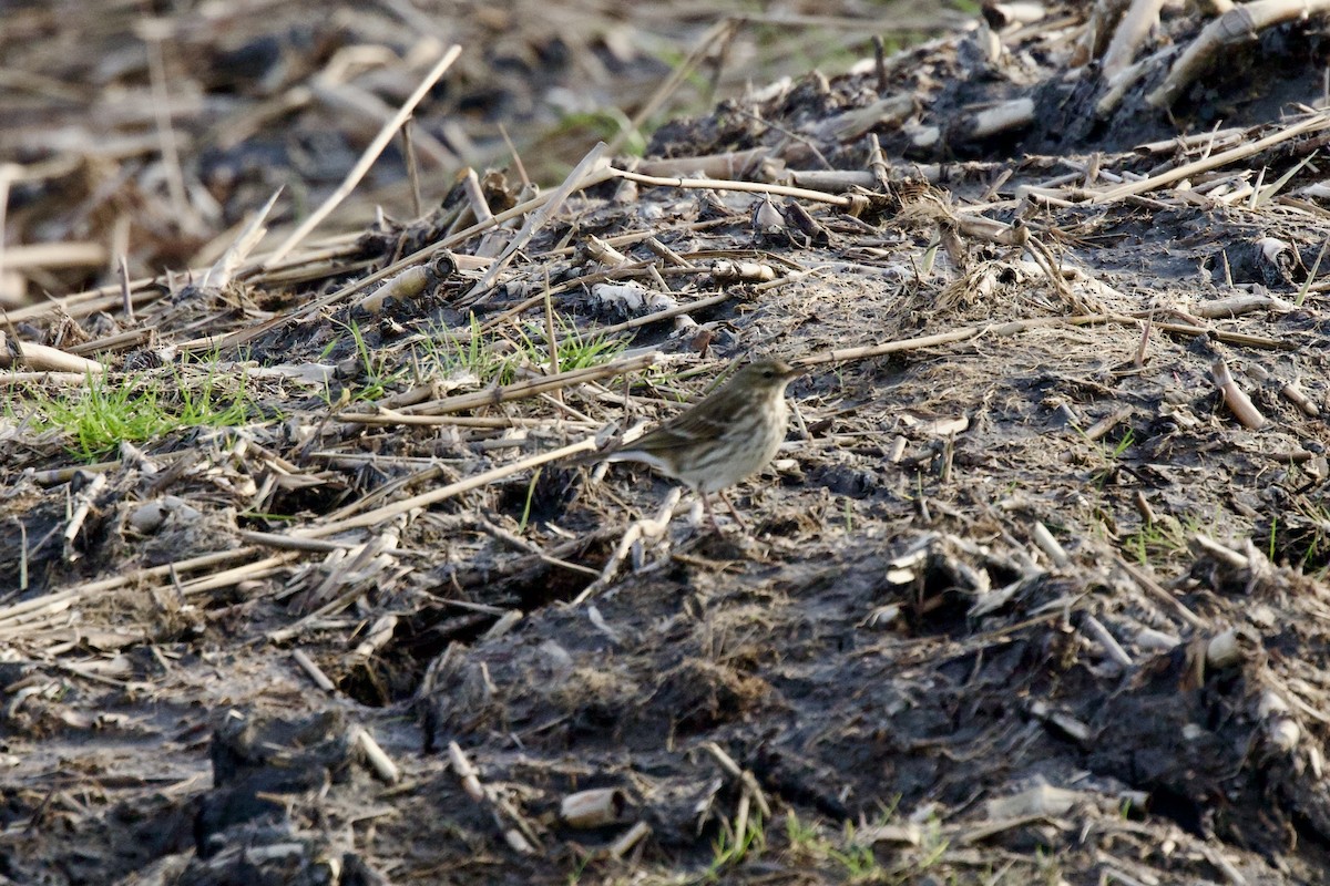 Water Pipit - ML644655316